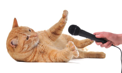 청진기를 댈 수 있는 고양이.