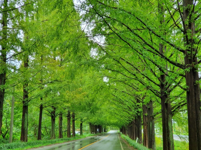 메타세쿼이아 도로 사진