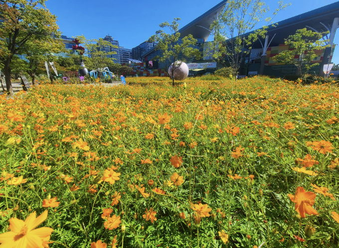 고양 가을 꽃 축제 현장4