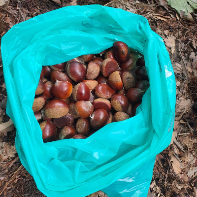 밤 줍기 체험