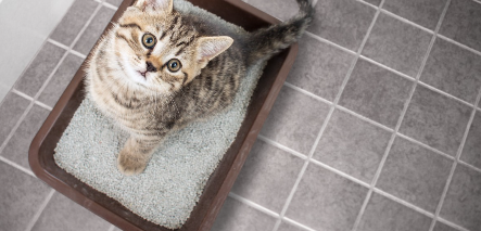 화장실에 들어가려는 삼색 고양이.