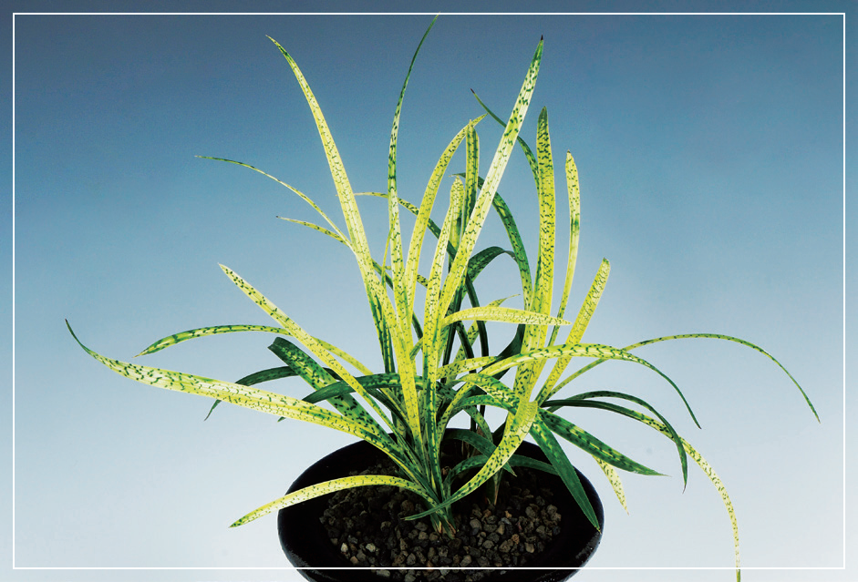 사피반 『청옥산』