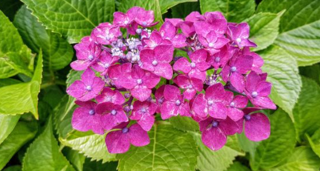 2024 신안 도초도 수국축제 입장료 할인 가는 길 배편