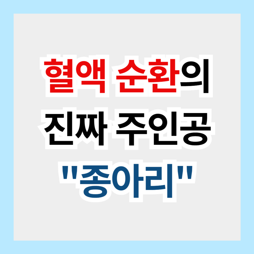 혈액 순환의 핵심, 종아리! 그리고 계단 오르기의 진짜 이유