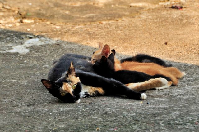 고양이가 엄마 젖을 먹는 모습