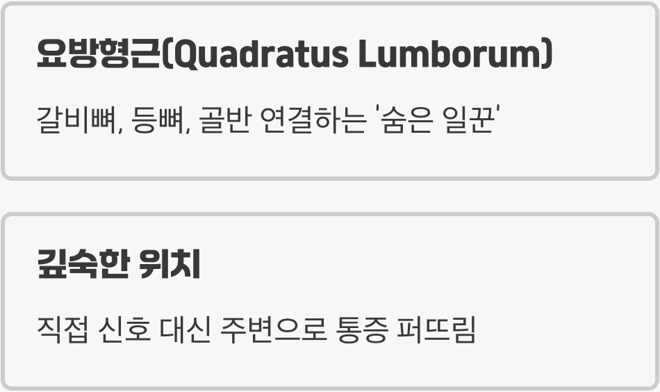 범인은 바로 '네모허리근'입니다