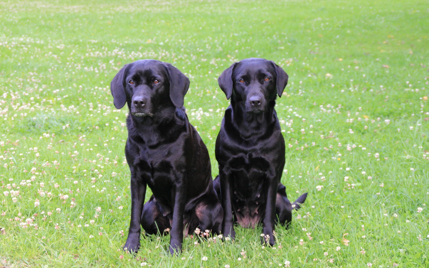 미국의 인기 반려견 래브라도 레트리버 모습