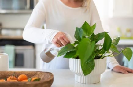 스킨답서스 잎이 노랗게 변하는 원인