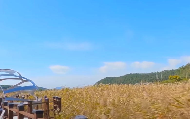 여수-가사리갈대밭