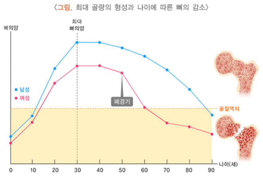나이에 따른 골량