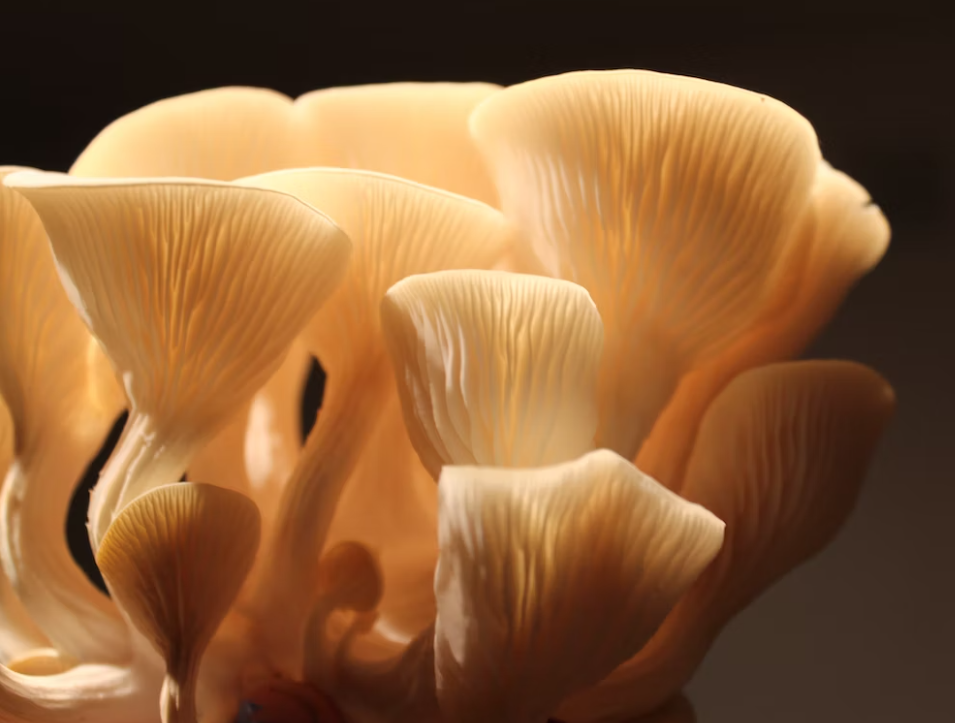 느타리버섯 형태