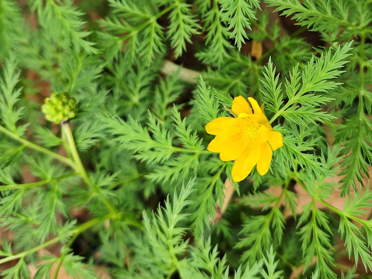 세복수초