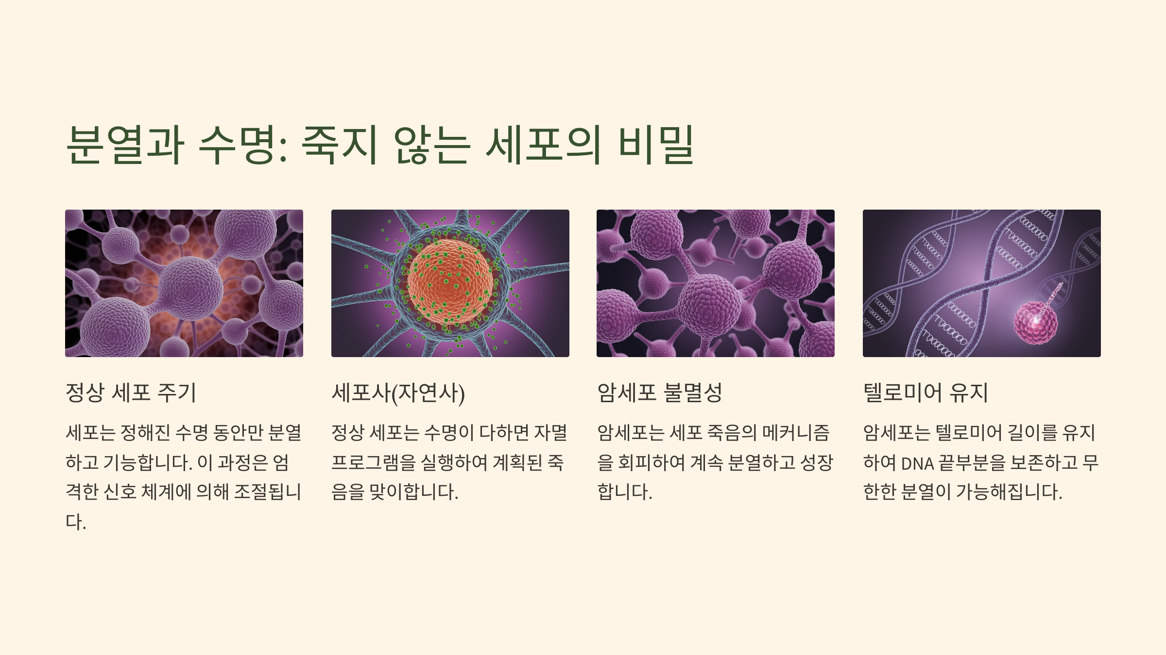 분열과 수명: 죽지 않는 세포의 비밀