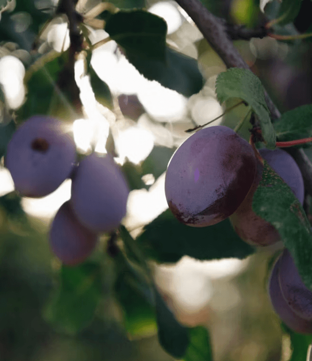 푸룬의 숨겨진 효능: 뼈 건강/콜레스테롤 개선