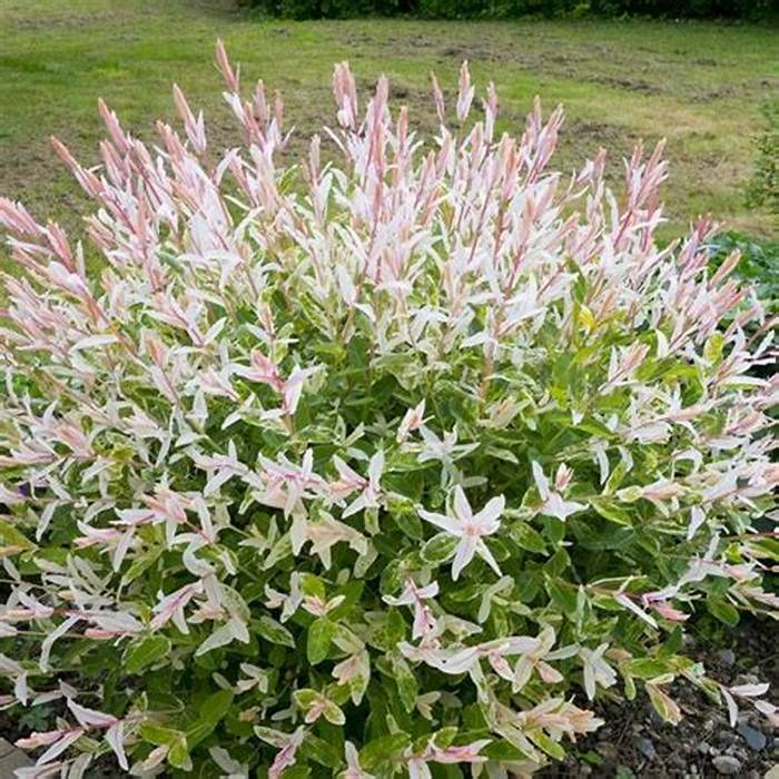 플라밍고셀릭스