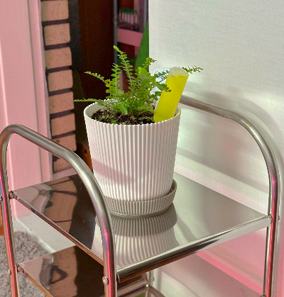 더피고사리 비료