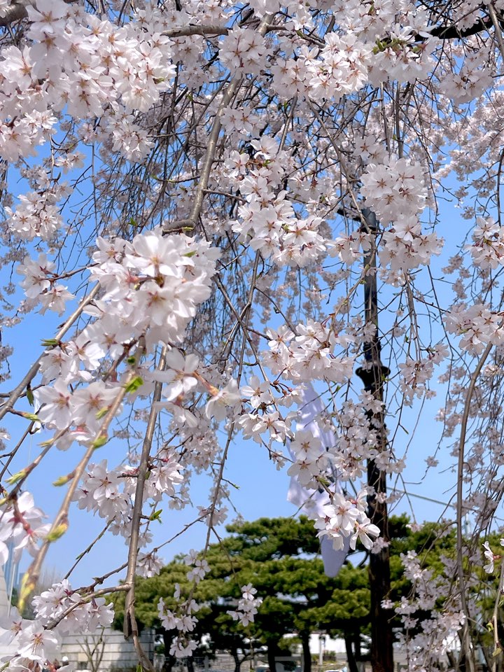 벚꽃