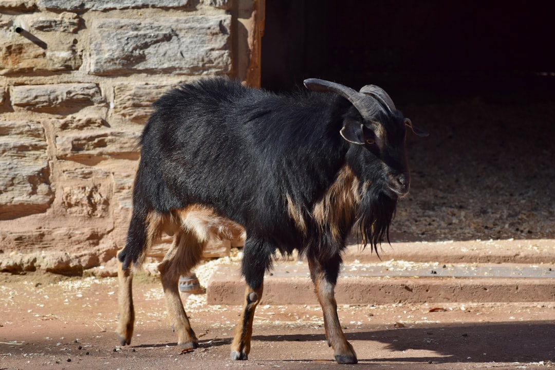 Black goat.