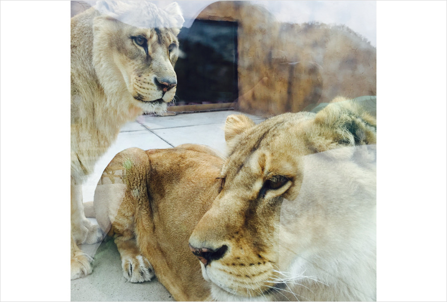 네이처파크 플라워페스티벌 2025