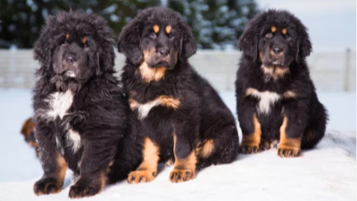 티베탄 마스티프 사진