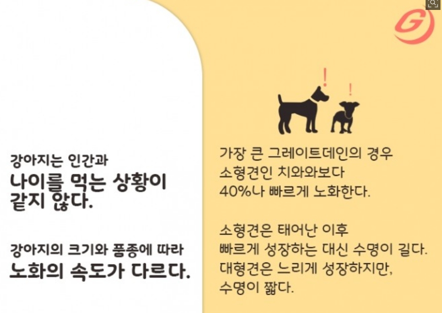 품종별 강아지 나이 비교
