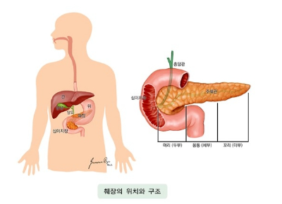 췌장의_위치와_구조