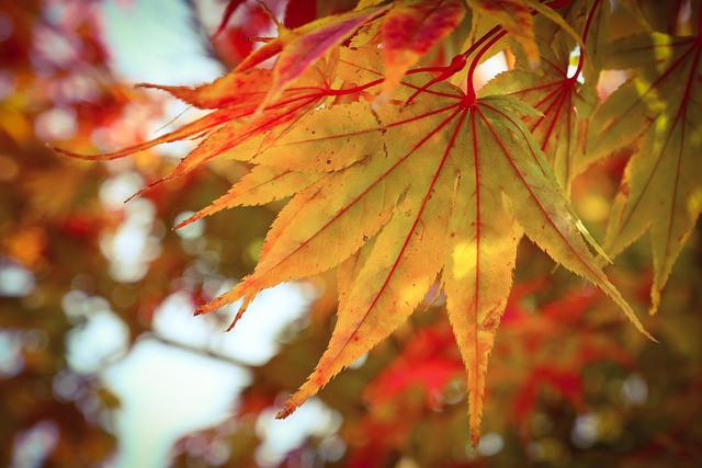가을 단풍잎 사진