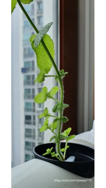 애플민트 재배 번식 빠름 물주기 요령 잎 수확_11