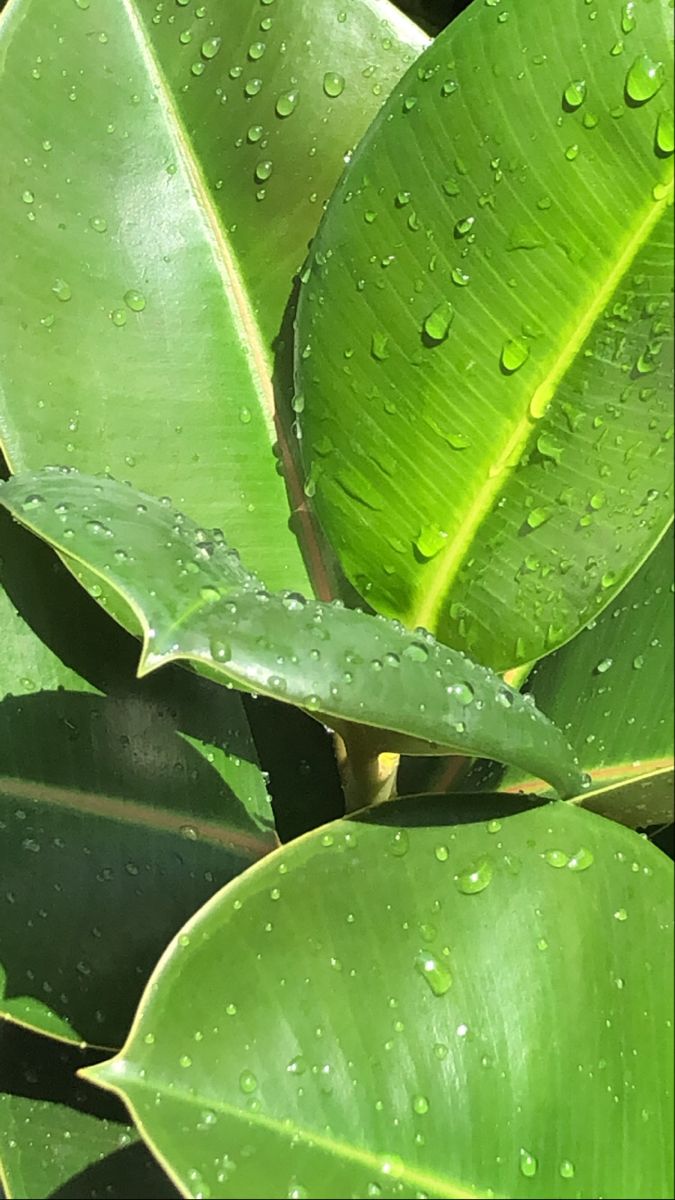 간에 좋은 영양제 추천