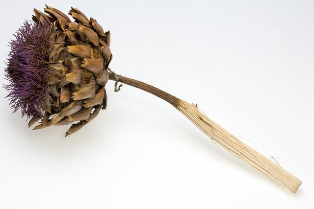 밀크시슬 효과 복용 시간 부작용