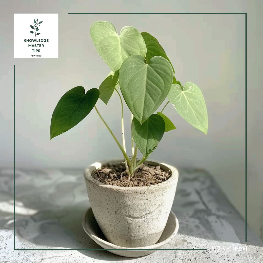 필로덴드론 마이크로스틱텀