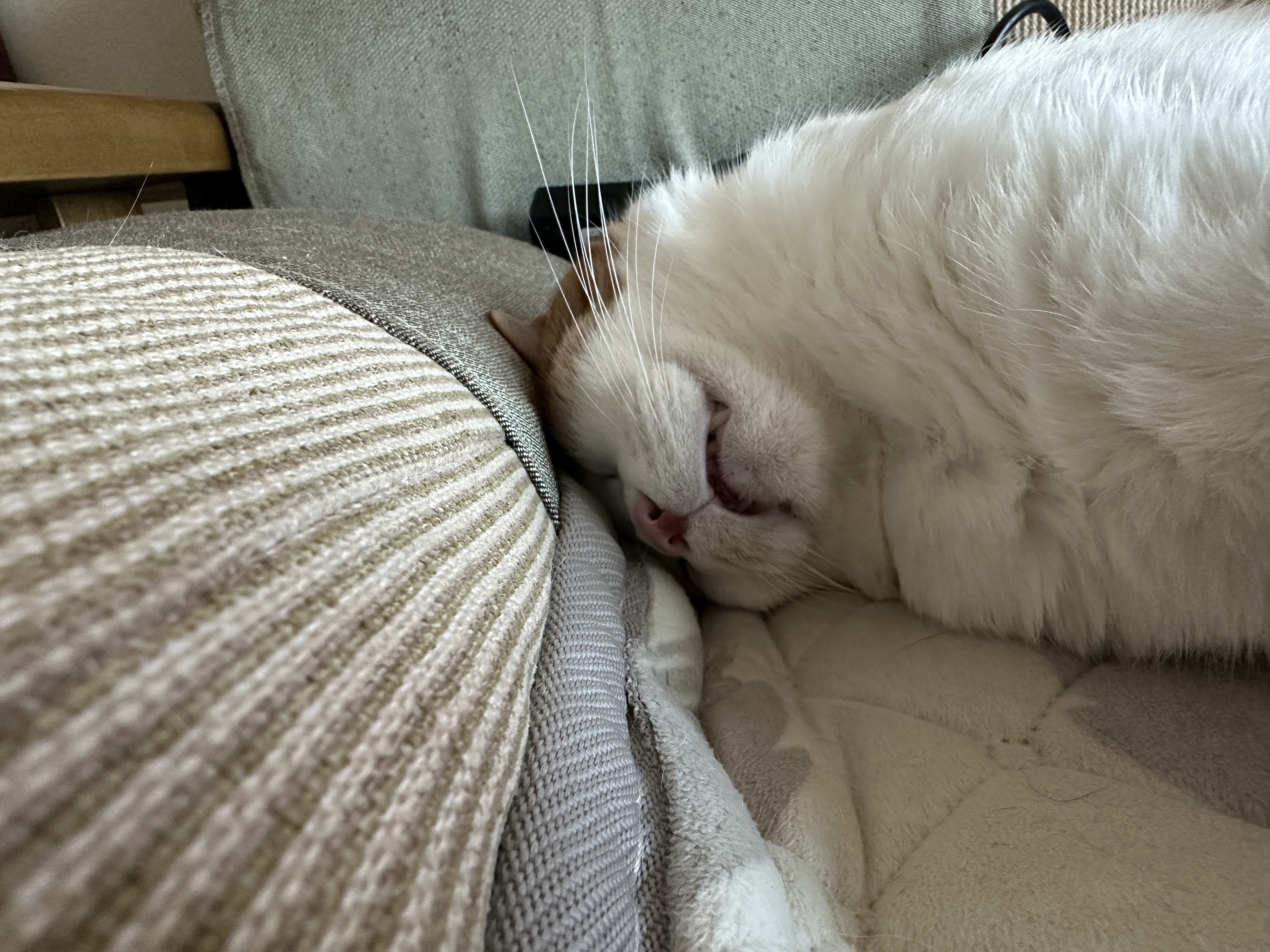 잘 때도 귀여운 막둥이 도촬하기 (feat. 6월에도 찜질하는 고양이들)