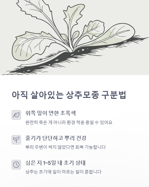 아직 살아있는 상추 모종 구분법