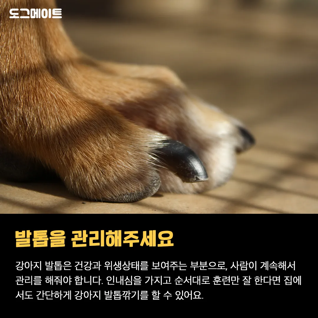 강아지 며느리발톱 그냥 둬도 괜찮을까 관리 제거 수술 총정리 정보모음_4