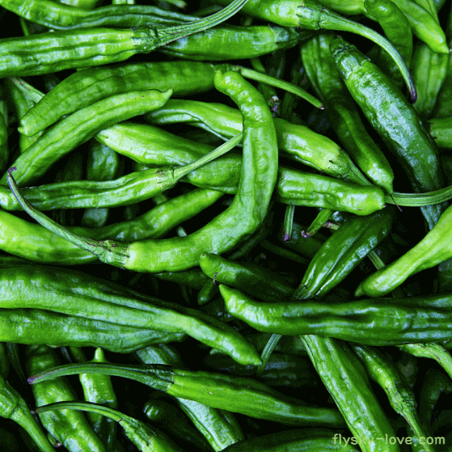 맛좋고 아삭한 식감의 꽈리고추