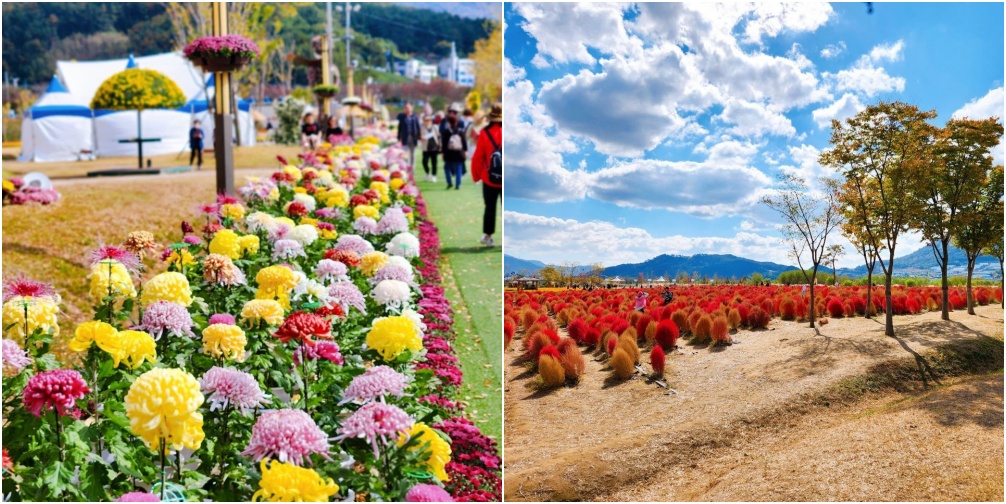 국화꽃과 댑싸리 사진입니다.
