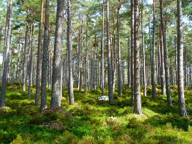 탄소중립(Carbon Neutrality)의 현실적 접근