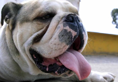 호흡하는 강아지