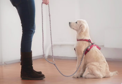 개에게 위아래 관계