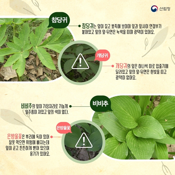 산나물 약초 구별법