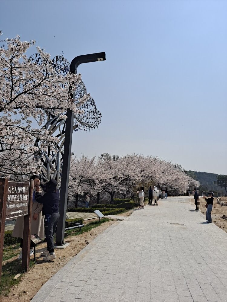 이천설봉공원벚꽃