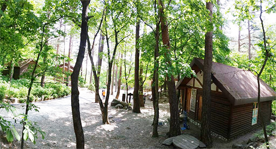 대관령 휴양림 3