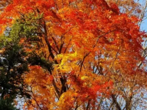 서울근교갈만한곳-아침고요수목원