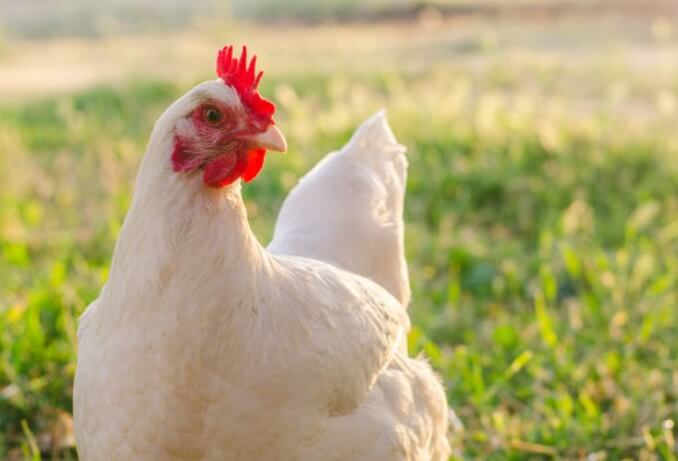 2024년 닭띠 운세