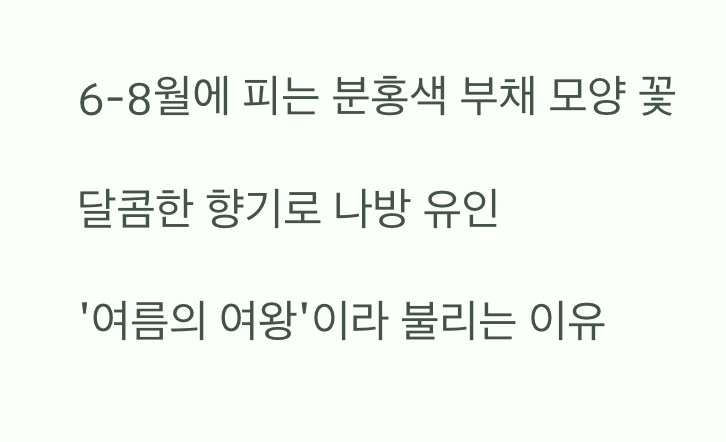 여름밤을 수놓는 분홍색 부채꽃