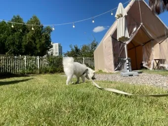 서울 마포 반려동물 캠핑장 도심 속 힐링 명소 가이드_20