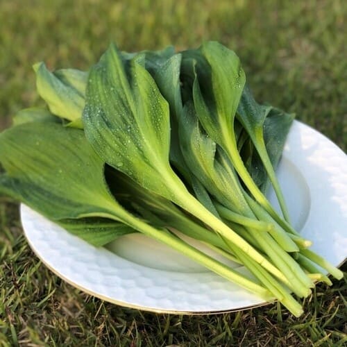 명이나물