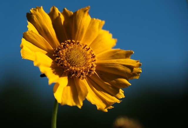 밀양 명례성지 금계국