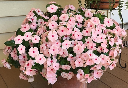 가을에 피는 꽃 종류 일일초