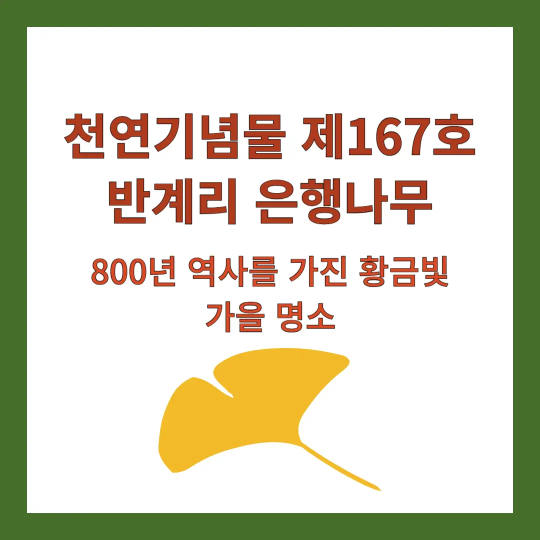 반계리-은행나무